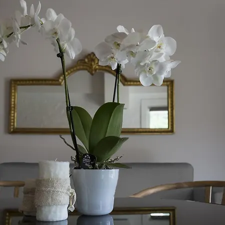 Orchidea Holiday home *