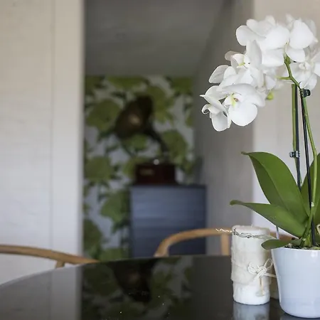 Orchidea *